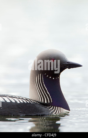 Pacific loon (Gavia pacifica), adult in breeding plumage, Goose Lake, Anchorage, Alaska, United States of America Stock Photo