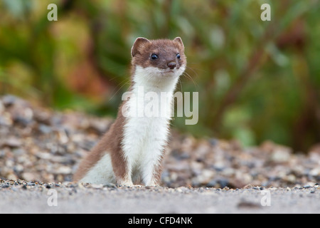 Short-tailed weasel on the ground Yellowstone National Park, Wyoming ...