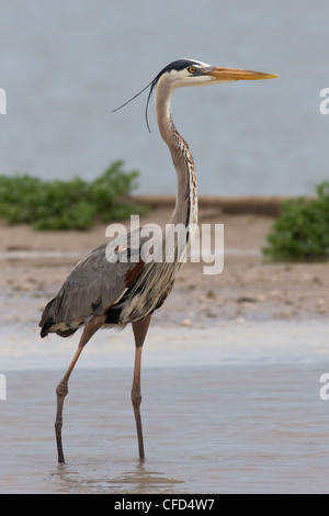 Great blue heron (Ardea herodias), Port Aransas Nature Preserve at Charlie's Pasture, Texas, United States of America Stock Photo