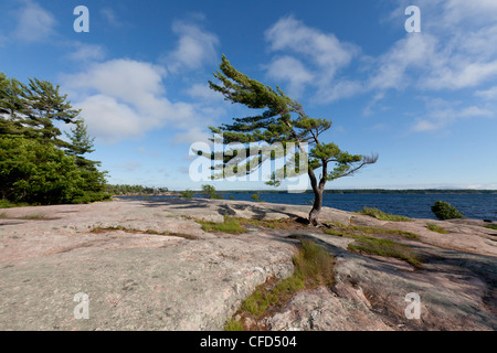 Wind-swept pine tree on the edge of Georgian Bay, Killbear Provincial ...