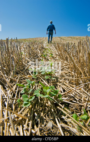 A farmer scouts early growth canola in a zero till grain stubble field, Tiger Hills, Manitoba, Canada Stock Photo