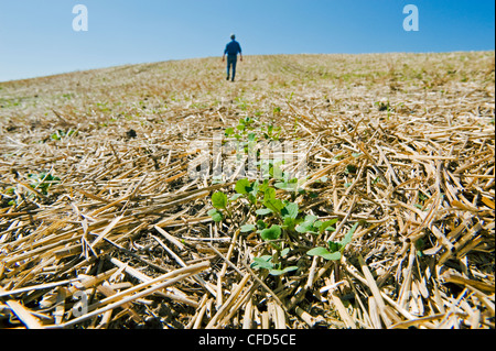 A farmer scouts early growth canola in a zero till grain stubble field, Tiger Hills, Manitoba, Canada Stock Photo