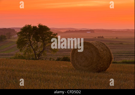 Straw roll and farmland, Tiger Hills, Manitoba Stock Photo