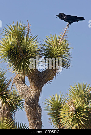Raven, Corvus corax in Joshua tree, Yucca brevifolia; California, USA Stock Photo