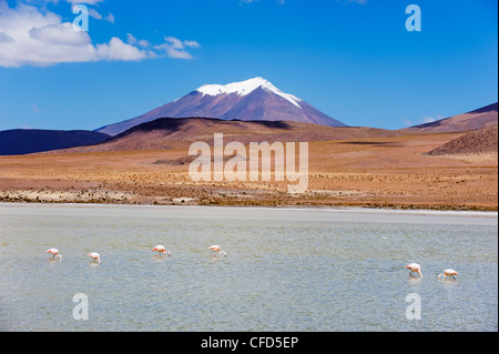 James flamingo (Phoenicoparrus jamesi), Laguna Canapa, Bolivia, South America Stock Photo