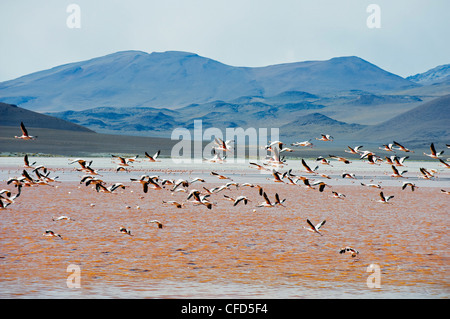 James Flamingo (Phoenicoparrus jamesi), at Laguna Colorado (Red Lake), Eduardo Avaroa Andean National Reserve, Bolivia Stock Photo
