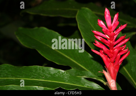 Red Ginger (Alpinia purpurata), also called Ostrich Plume and Pink Cone Ginger Stock Photo