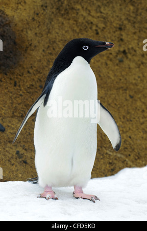 Adelie penguin (Pygoscelis adeliae), Antarctic Peninsula, Antarctica Stock Photo