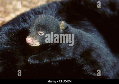 American black bear cub (Ursus americanus), resting on its mother's back, western Alberta, Canada Stock Photo