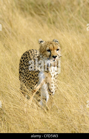 Cheetah (Acinonyx jubatus) with a newborn Thomson's gazelle (, Masai Mara Reserve, Kenya, East Africa Stock Photo