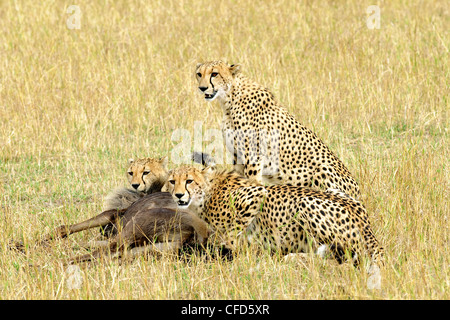 Mother Cheetah Acinonyx jubatus & two full-grown