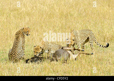 Mother Cheetah Acinonyx jubatus & two full-grown