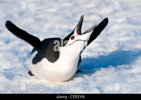 Chinstrap penguin (Pygoscelis antarctica), yawning & stretching, Antarctic Peninsula, Antarctica Stock Photo
