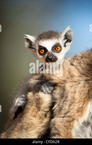 Infant Ring-tailed Lemur (6-8 weeks) clinging to mother. Berenty Private Reserve, southern Madagascar Stock Photo