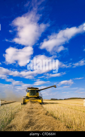 A combine harvester works in a canola field, near Somerset, Manitoba, Canada