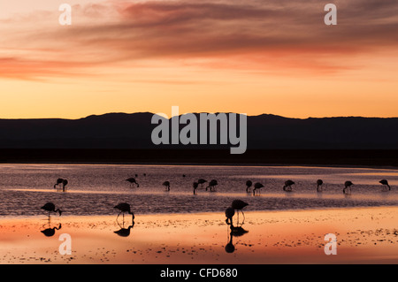 Chilean Flamingo (Phoenicopterus chilensis), Laguna Chaxa, Salar de Atacama, Atacama Desert, Chile, South America Stock Photo