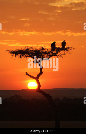 Lappet-faced vulture (Torgos tracheliotus), Serengeti Plains, Kenya, East Africa Stock Photo