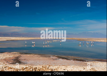 Chilean Flamingo (Phoenicopterus chilensis), Laguna Chaxa, Salar de Atacama, Atacama Desert, Chile, South America Stock Photo