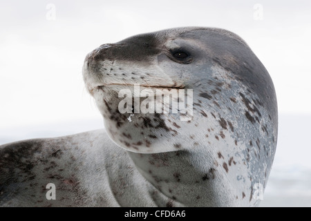 Female leopard seal (Hydrurga leptonyx), resting on pack ice, Pleneau Island, Antarctic Peninsula, Antarctica Stock Photo