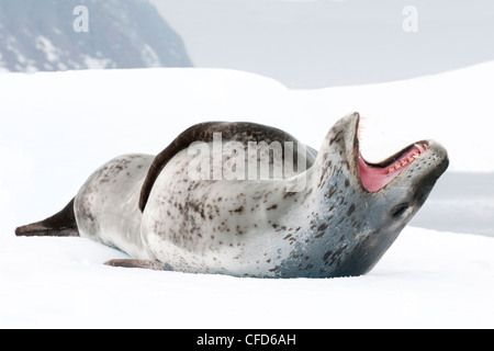 Female leopard seal (Hydrurga leptonyx), threat display, Pleneau Island, Antarctic Peninsula, Antarctica Stock Photo