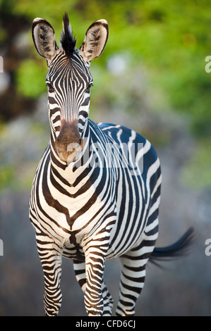 Crawshay's Zebra - subspecies of Plains Zebra. On the banks of the Luangwa River. South Luangwa National Park, Zambia Stock Photo