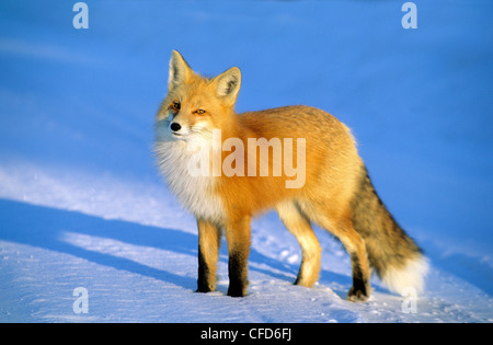 Adult red fox (Vulpes vulpes) hunting by the roadside, northern Saskatchewan, Canada Stock Photo