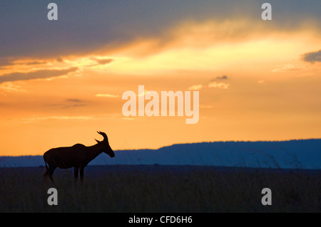 Adult Common Tsessebe (Damaliscus lunatus) Masai Mara Game Reserve, Kenya, East Africa Stock Photo