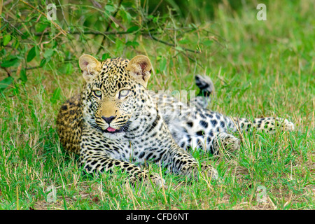 Yearling leopard (Panthera pardus) cub, Masai Mara Reserve, Kenya, East Africa Stock Photo