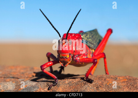 Common milkweed locust (Phymateus morbillosus), Samara private game reserve, Karoo, South Africa, Africa Stock Photo