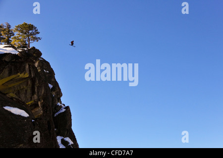 Pro skier Josh Daiek performs a double backflip ski BASE jumping off of Lovers Leap in Strawberry, CA. Stock Photo