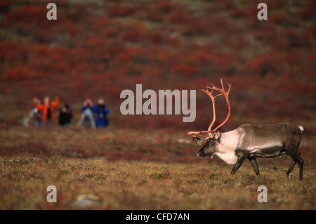 Barren-ground Caribou Rangifer tarandus Stock Photo