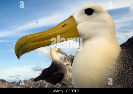 Waved Albatross, Punto Cevallos, Espanola (Hood) Island, Galapagos Islands, Ecuador, South America. (critically endangered) Stock Photo