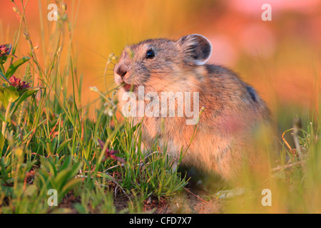 American Pika (Ochotona princeps) eating wildflowers at sunset. Stock Photo