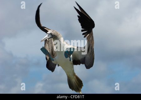 Blue-footed booby, Punto Cevallos, Espanola (Hood) Island, Galapagos Islands, Ecuador, South America. Stock Photo