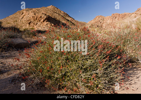 Chuparosa, chiparosa, hummingbird bush, or beloperone, Justicia californica.  Sonoran Desert; California, USA Stock Photo