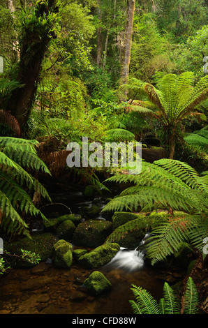 Stream and tree ferns, Mount Field National Park, UNESCO World Heritage Site, Tasmania, Australia, Pacific Stock Photo