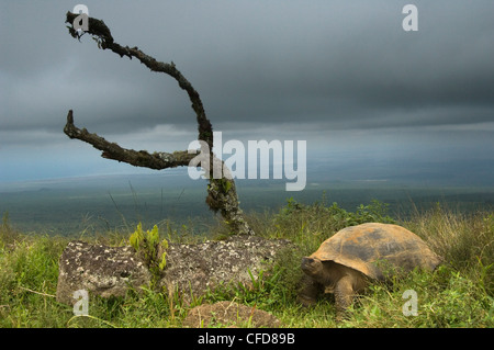 Galapagos Giant Tortoise on rim of Alcedo Volcano, Isabela Island, Galapagos Islands, Ecuador, South America. Stock Photo