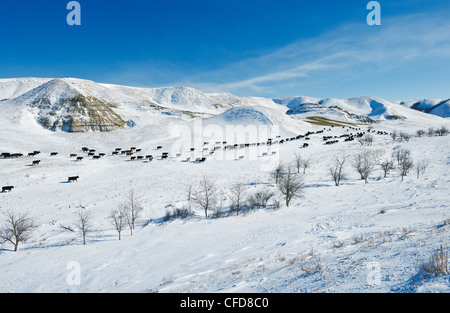 Cattle in the Big Muddy Badlands, Saskatchewan, Canada Stock Photo