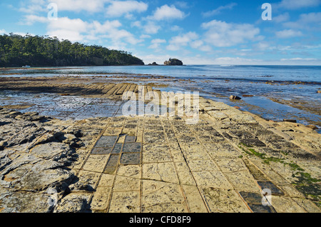 Tessellated Pavement, Pirates Bay, Tasman Peninsula, Tasmania, Australia, Pacific Stock Photo