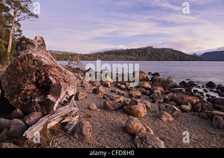 Shore of Lake St. Clair, Cradle Mountain-Lake St. Clair National Park, UNESCO World Heritage Site, Tasmania, Australia, Pacific Stock Photo