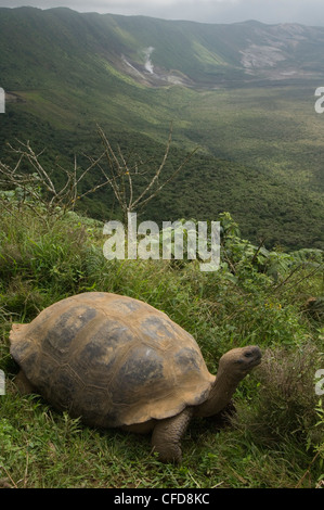 Galapagos Giant Tortoise on rim of Alcedo Volcano, Isabela Island, Galapagos Islands, Ecuador, South America. Stock Photo