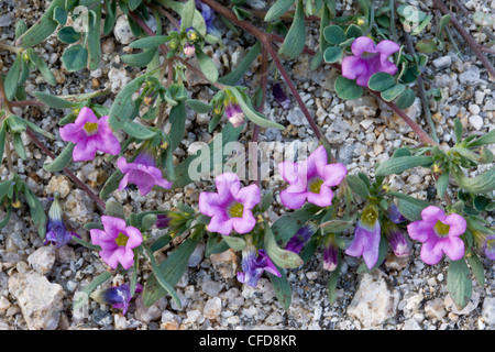 Purplemat, or Purple mat, Nama demissum. Sonoran desert, California, USA Stock Photo