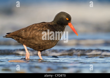 Black Oystercatcher (Haematopus bachmani) feeding along the shoreline in Victoria, BC, Canada. Stock Photo