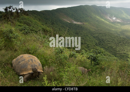 Galapagos Giant Tortoise on rim of Alcedo Volcano, Isabela Island, Galapagos Islands, Ecuador, South America. Stock Photo