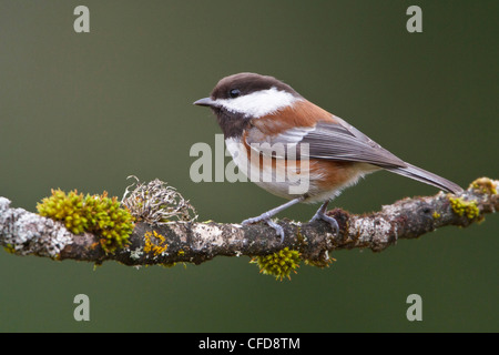 Chestnut-backed Chickadee (Poecile rufescens) perched on a branch in Victoria, BC, Canada. Stock Photo