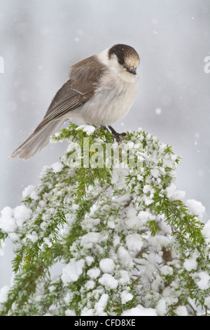 Gray Jay (Perisoreus canadensis) perched on a branch near Mount Washington, BC, Canada. Stock Photo