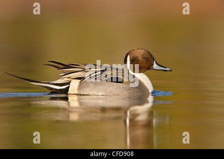 Northern Pintail (Anas acuta) swimming on a pond near Victoria, BC, Canada. Stock Photo