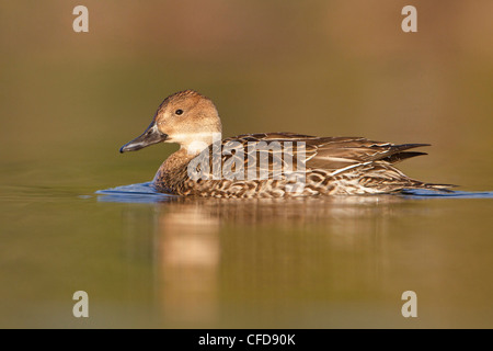 Northern Pintail (Anas acuta) swimming on a pond near Victoria, BC, Canada. Stock Photo