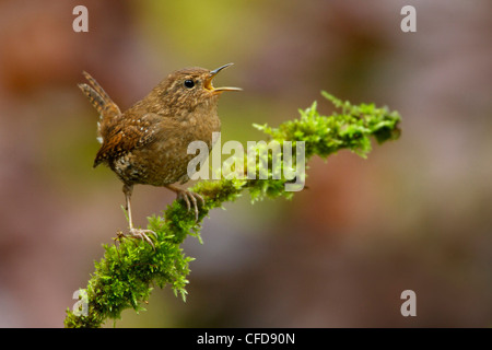 Pacific Wren (Troglodytes pacificus) perched on a branch in Victoria, BC, Canada. Stock Photo