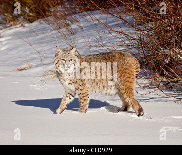 Bobcat (Lynx rufus) in the snow in captivity, near Bozeman, Montana, United States of America, Stock Photo